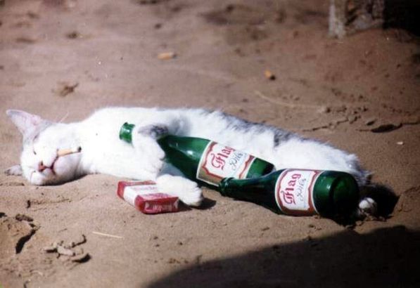 cat passed out from drinking too much beer